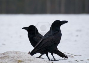 16941685-raven--corvus-corax